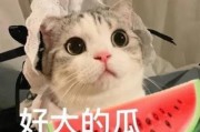 娱乐吃瓜君小猫咪,揭秘娱乐圈那些不为人知的幕后故事
